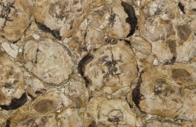 Petrified Wood Beige