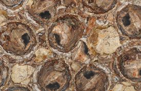 Petrified Wood Brown