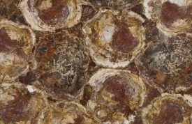 Petrified Wood Red