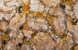 Petrified Wood Yellow